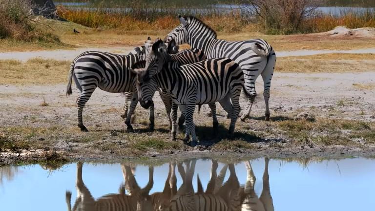 East African Safari Tanzania safari guide image 3