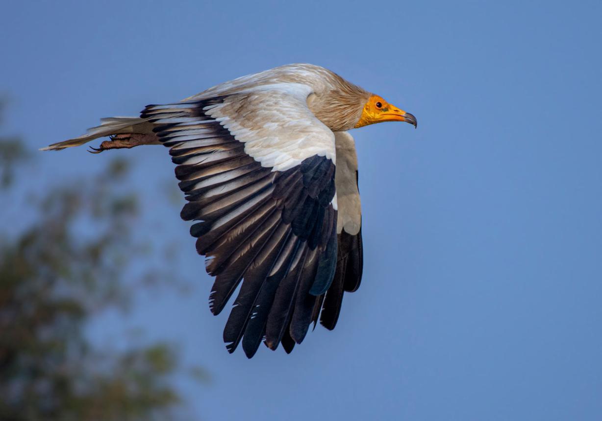 Egyptian vulture bird image 1 for Tanview Safaris birdwatching guide