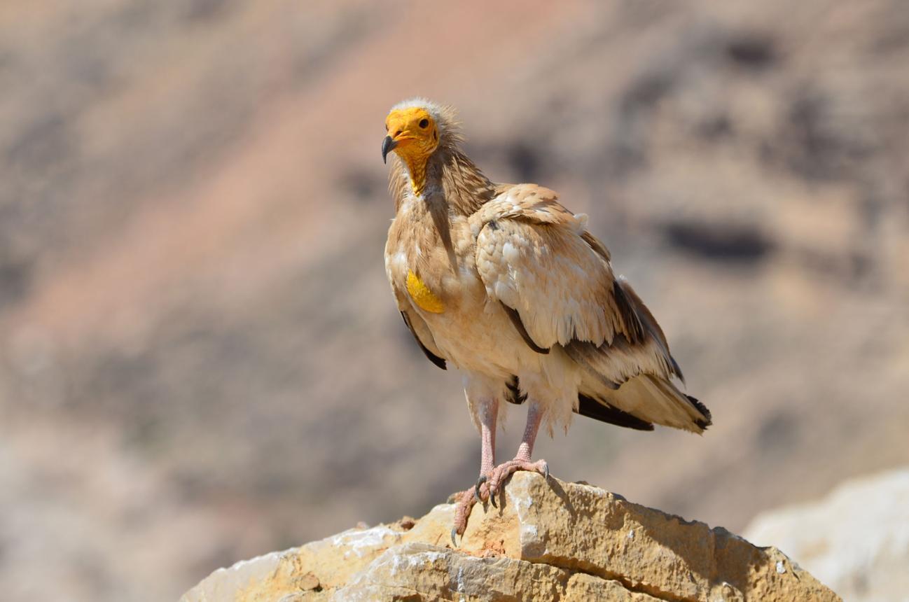 Egyptian vulture bird image 2 for Tanview Safaris birdwatching guide