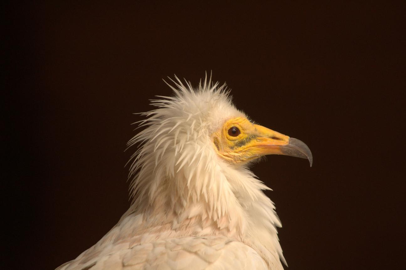 Egyptian vulture bird image 3 for Tanview Safaris birdwatching guide