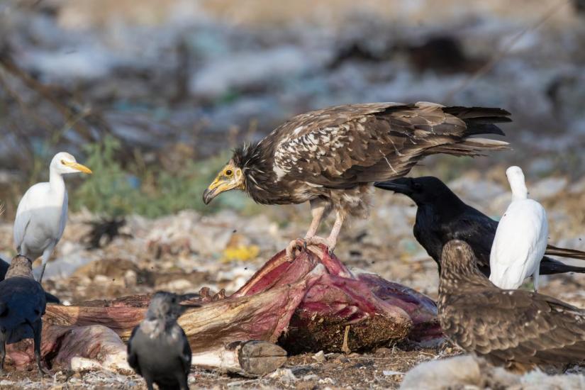 Egyptian vulture bird image 1 for Tanview Safaris birdwatching guide