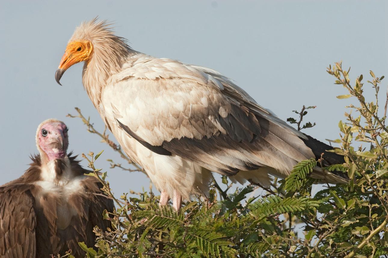 Egyptian vulture bird image 2 for Tanview Safaris birdwatching guide