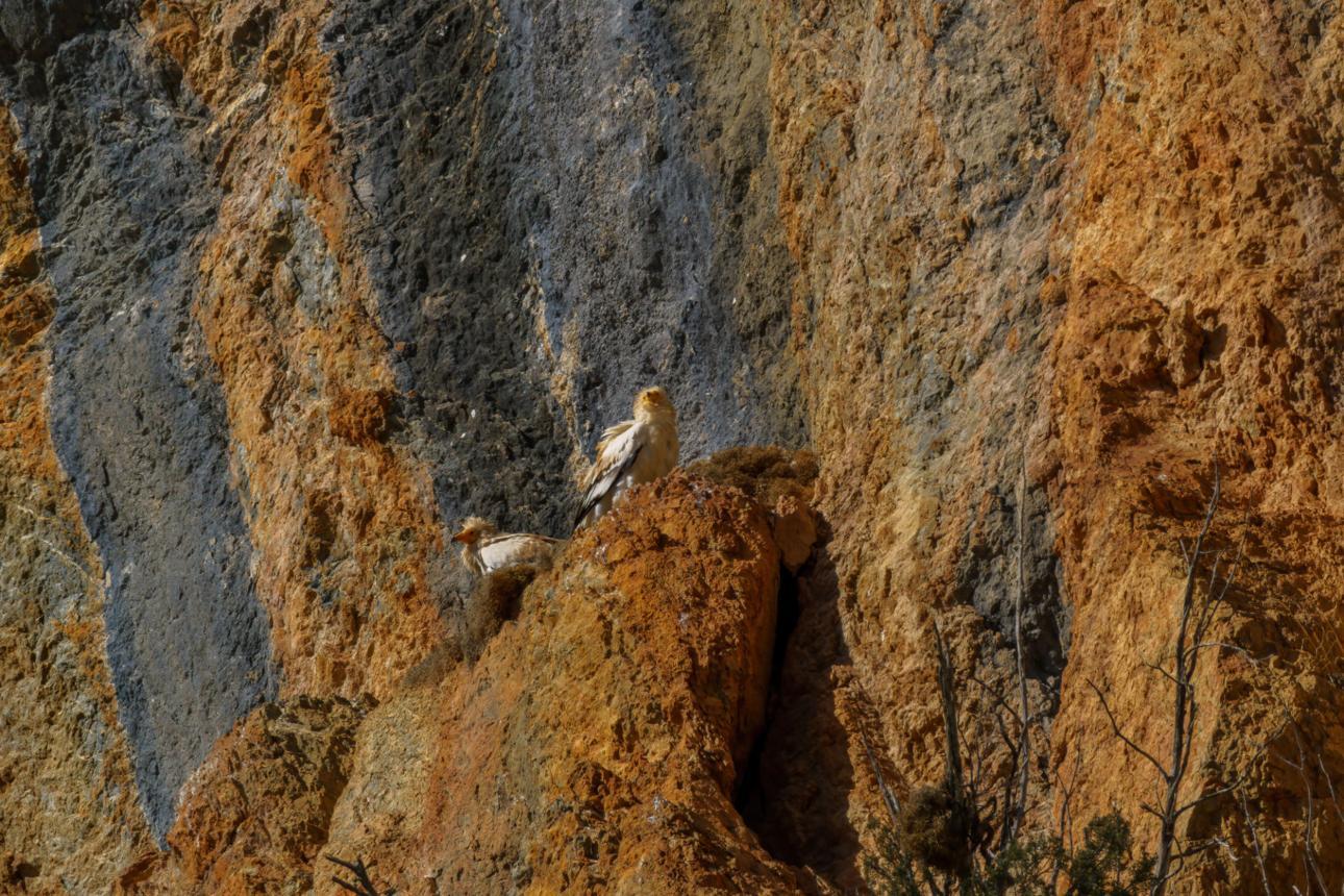 Egyptian vulture bird image 3 for Tanview Safaris birdwatching guide