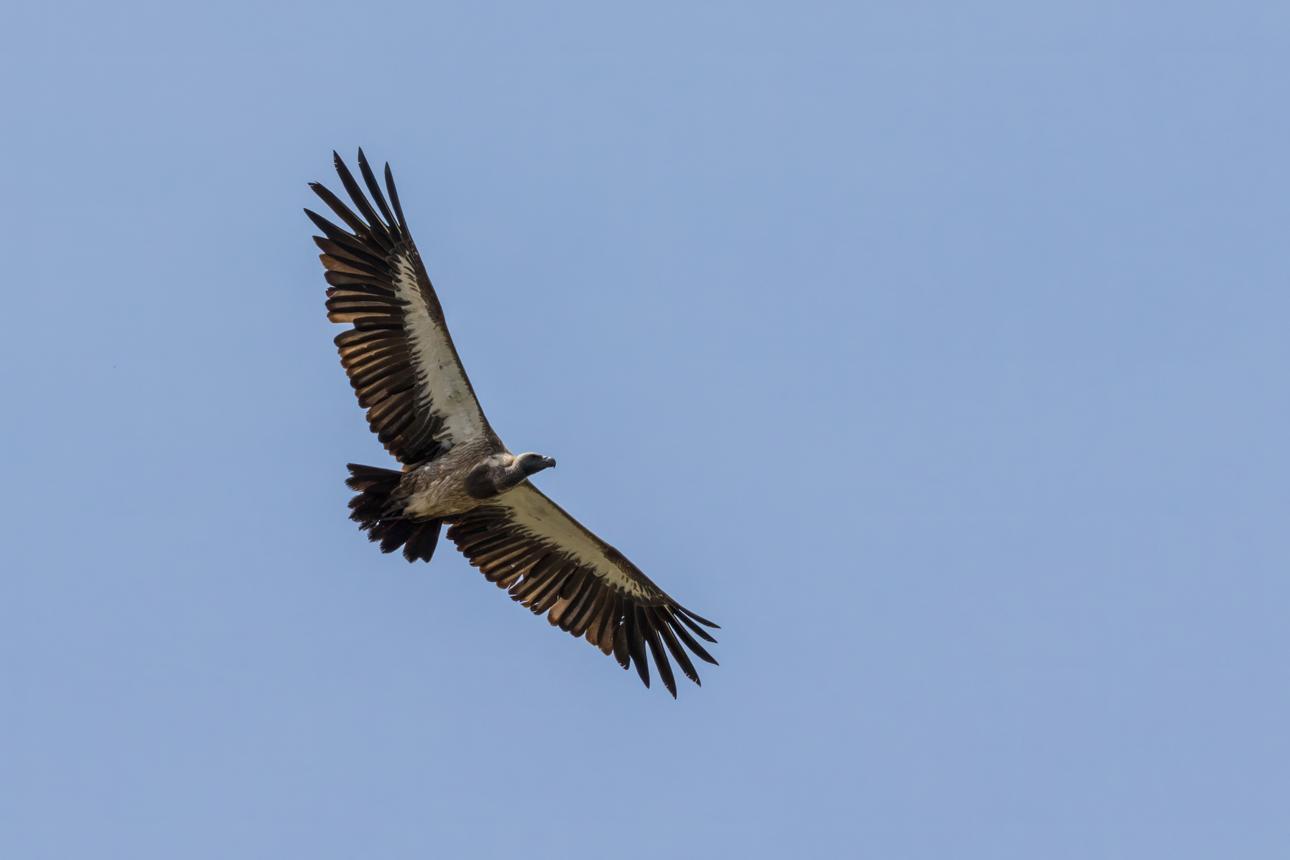 Egyptian vulture bird image 5 for Tanview Safaris birdwatching guide