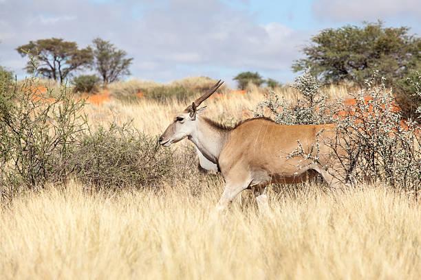 Eland Tanzania safari guide image 2