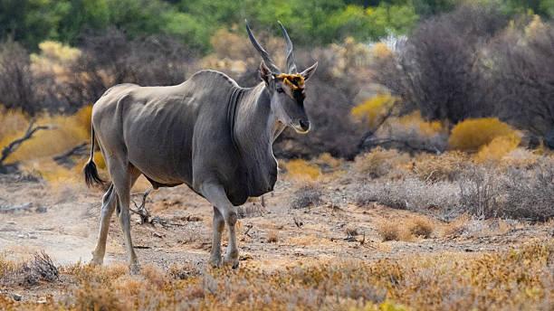 Eland Tanzania safari guide image 3