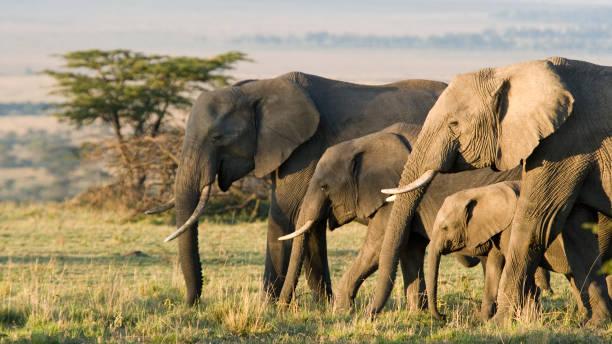 Elephant Safari Tanzania safari guide image 1