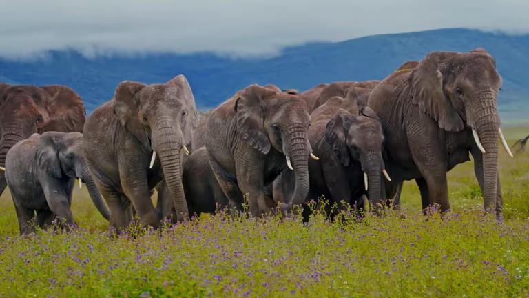 Elephant Safari Tanzania safari guide image 2
