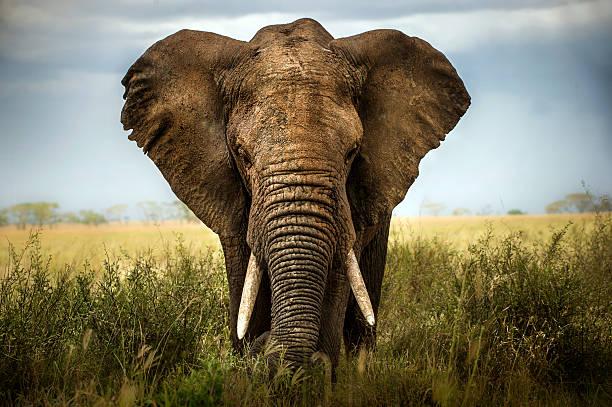 Elephant Safari Tanzania safari guide image 3