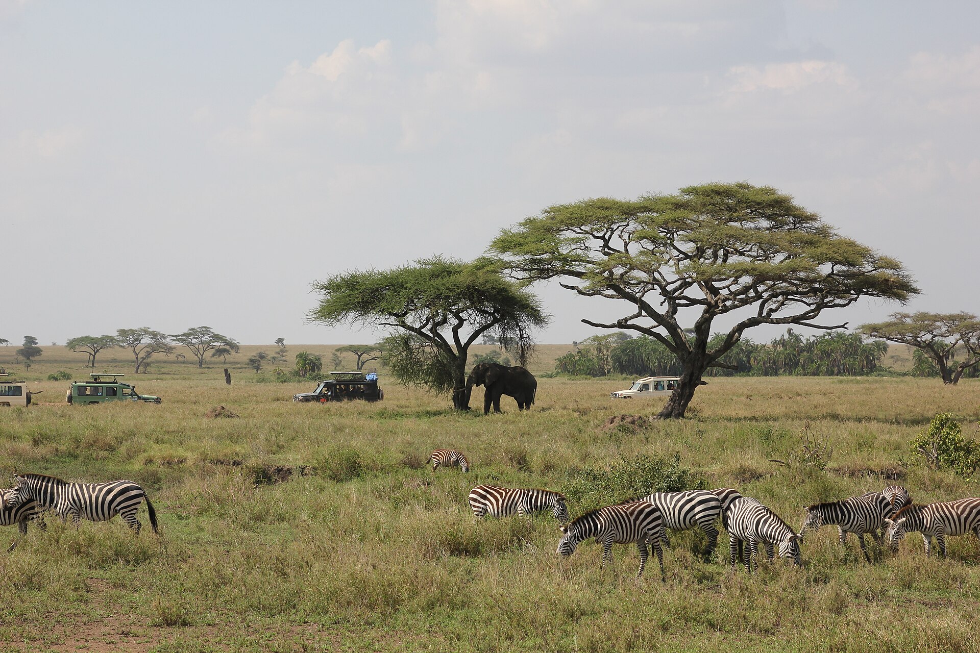 First-time Tanzania safari planning mistakes to avoid