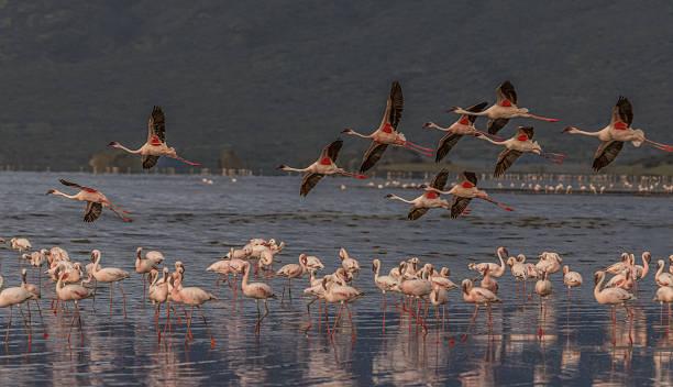 Flamingo Migration Tanzania safari guide image 3