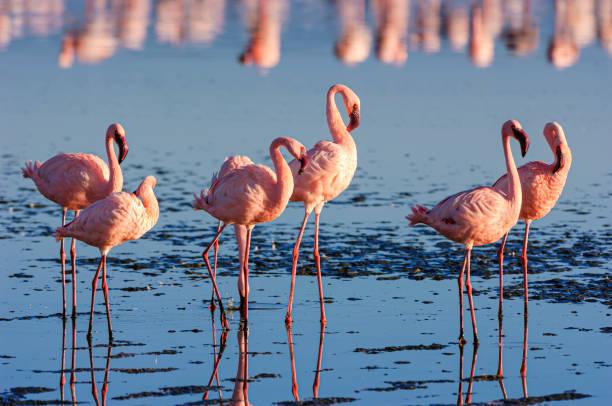 Flamingo Tanzania safari guide image 2
