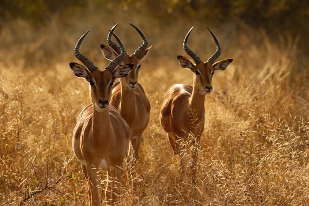Gazelle Tanzania safari guide image 1