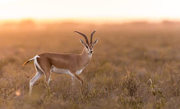 Gazelle Tanzania safari guide image 3