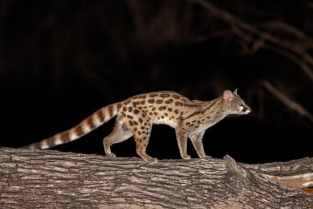 Genet Tanzania safari guide image 1