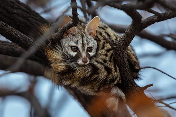 Genet Tanzania safari guide image 2