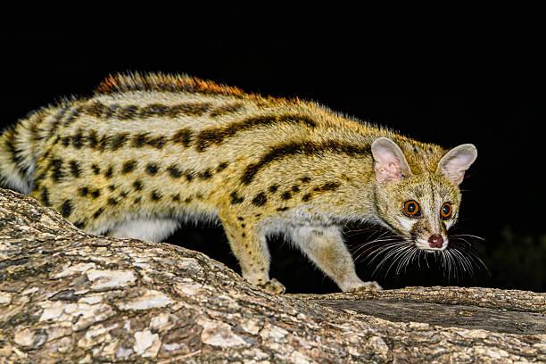 Genet Tanzania safari guide image 3