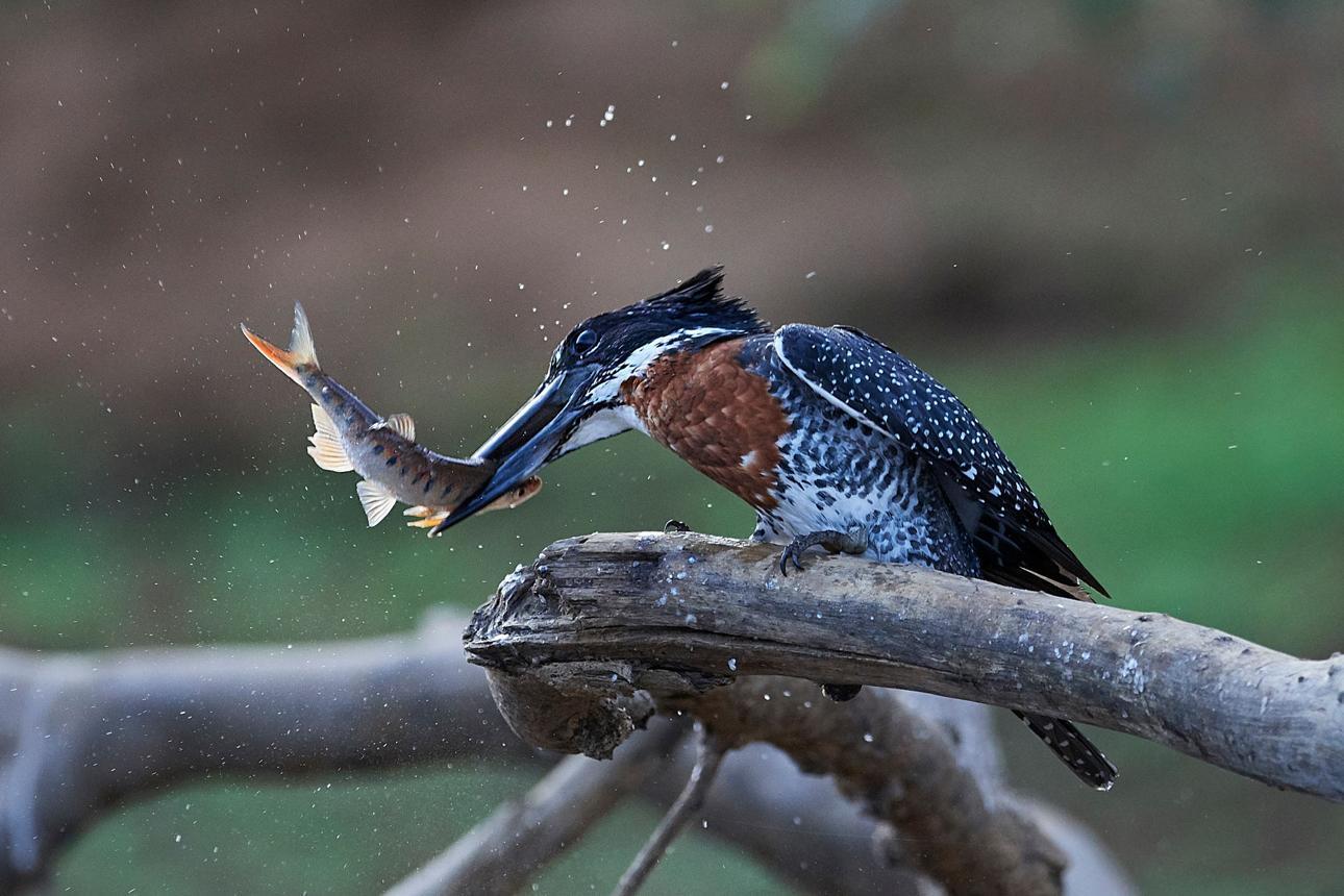 Giant kingfisher bird image 1 for Tanview Safaris birdwatching guide