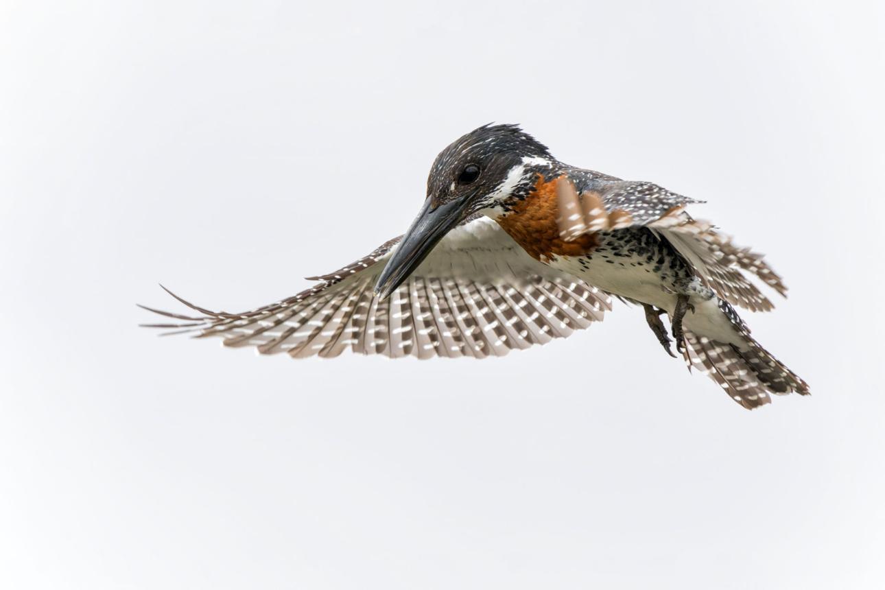 Giant kingfisher bird image 3 for Tanview Safaris birdwatching guide