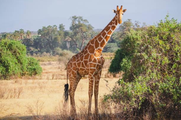 Giraffe Tanzania safari guide image 1