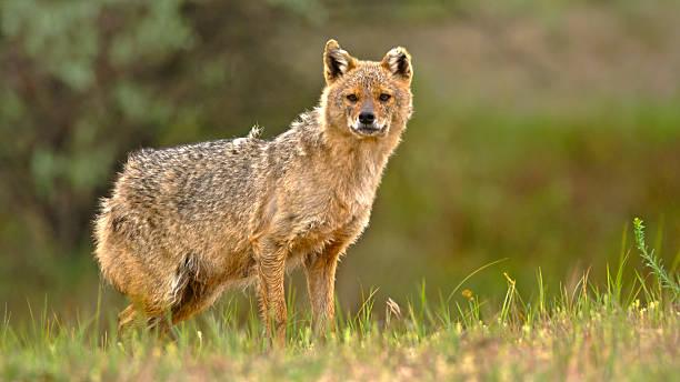 Golden Jackal Tanzania safari guide image 1