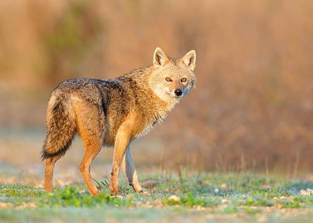 Golden Jackal Tanzania safari guide image 2