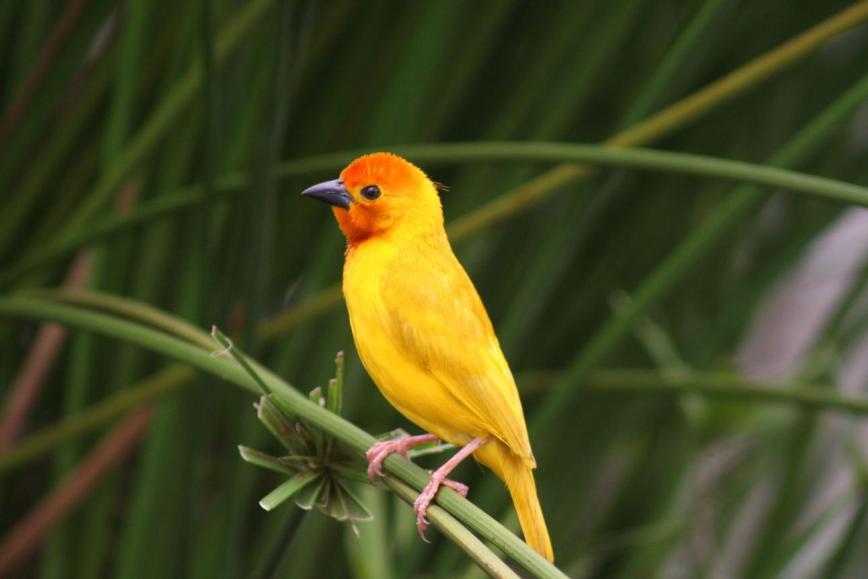 Golden palm weaver bird image 1 for Tanview Safaris birdwatching guide
