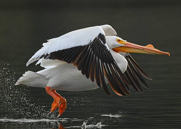 Great White Pelican Tanzania safari guide image 1