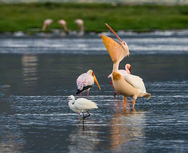 Great White Pelican Tanzania safari guide image 2