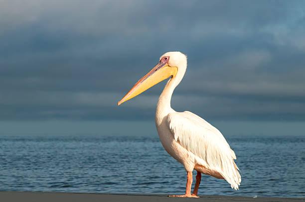Great White Pelican Tanzania safari guide image 3
