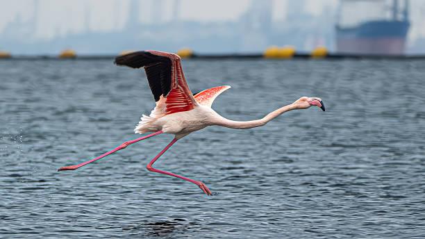Greater Flamingo Tanzania safari guide image 3