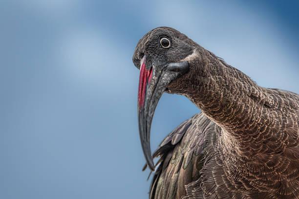 Hadada Ibis Tanzania safari guide image 2