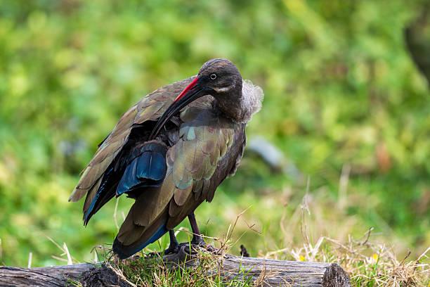 Hadada Ibis Tanzania safari guide image 3