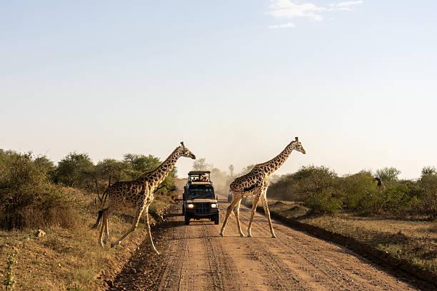 Herbivores of Tanzania Tanzania safari guide image 1