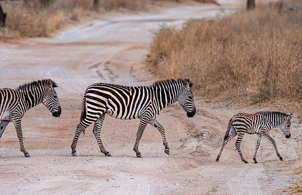 Herbivores of Tanzania Tanzania safari guide image 3