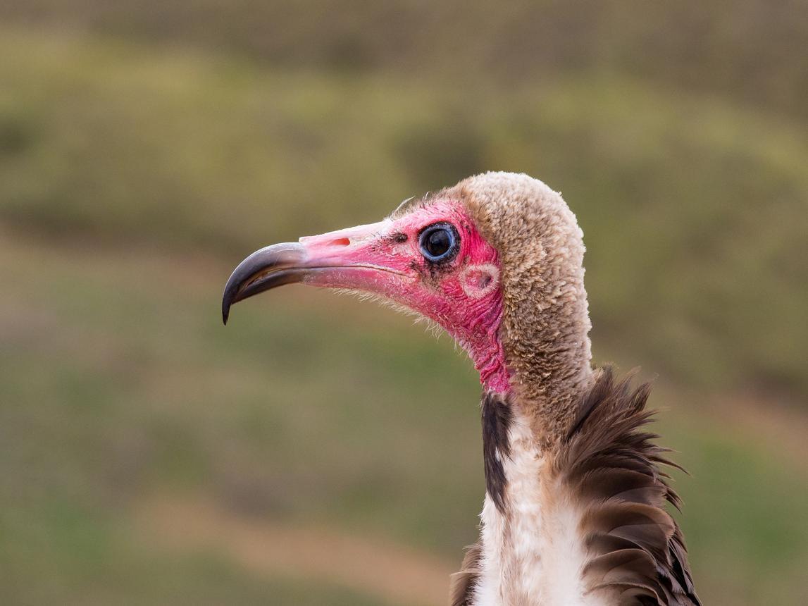 Hooded vulture bird image 1 for Tanview Safaris birdwatching guide