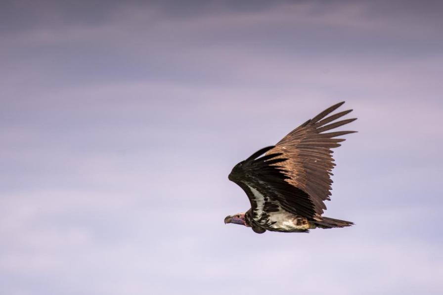 Hooded vulture bird image 2 for Tanview Safaris birdwatching guide