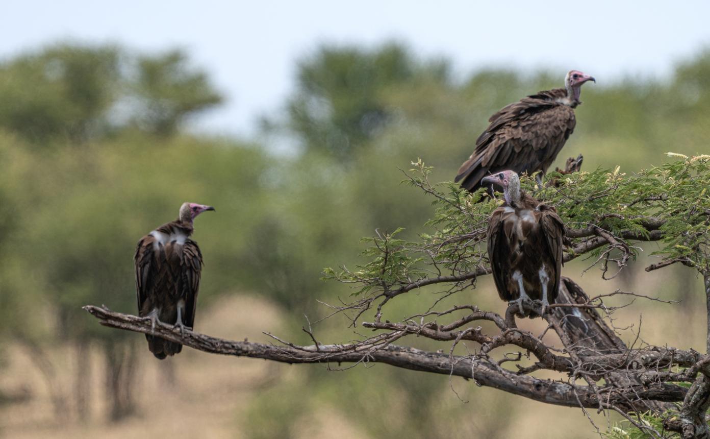 Hooded vulture bird image 1 for Tanview Safaris birdwatching guide