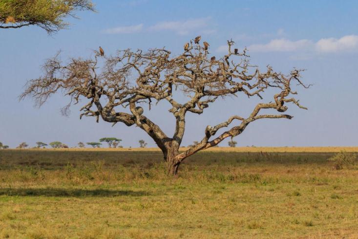 Hooded vulture bird image 2 for Tanview Safaris birdwatching guide