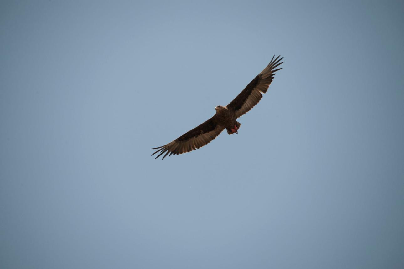 Hooded vulture bird image 3 for Tanview Safaris birdwatching guide
