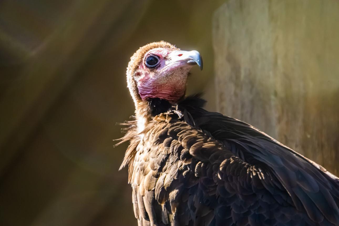 Hooded vulture bird image 4 for Tanview Safaris birdwatching guide