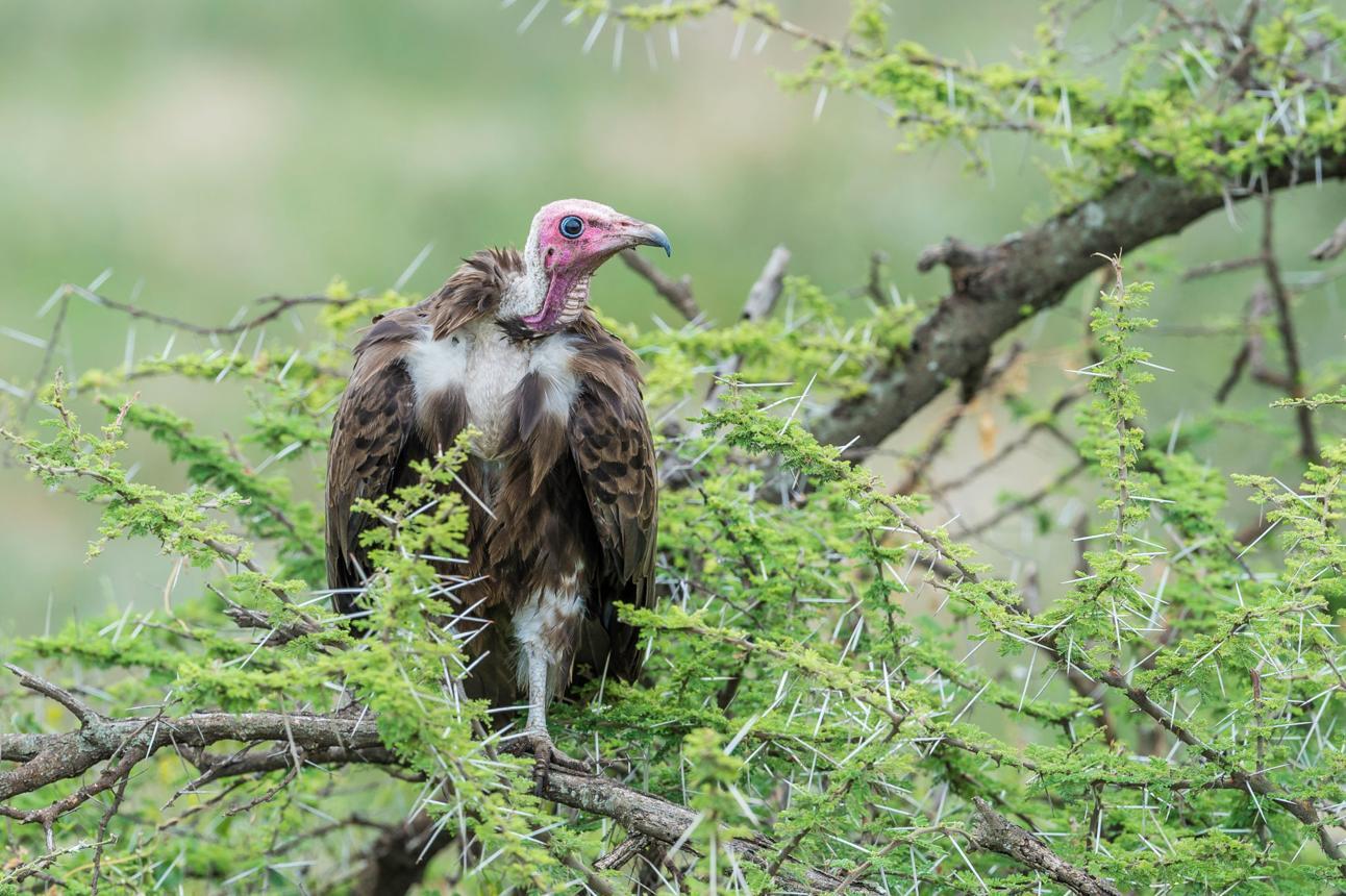 Hooded vulture bird image 5 for Tanview Safaris birdwatching guide