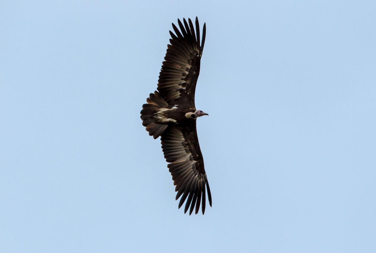 Hooded vulture bird image 6 for Tanview Safaris birdwatching guide