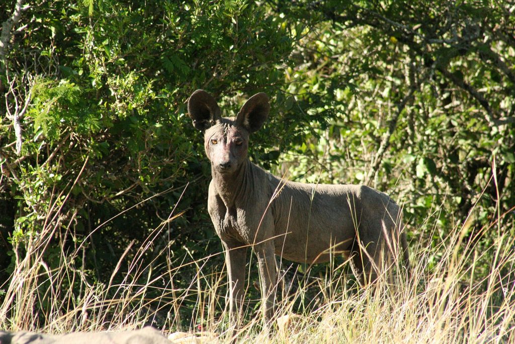 Real travel image for How Far in Advance Should Americans Book Tanzania Safari?