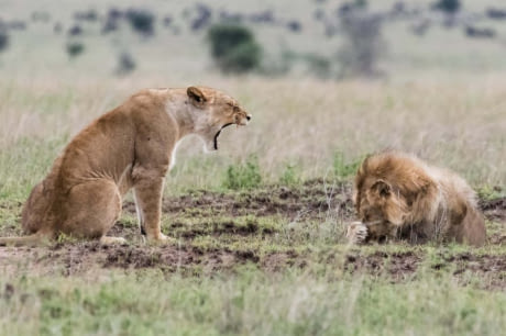 Real travel image for How Many Days in Lake Manyara Make Sense?