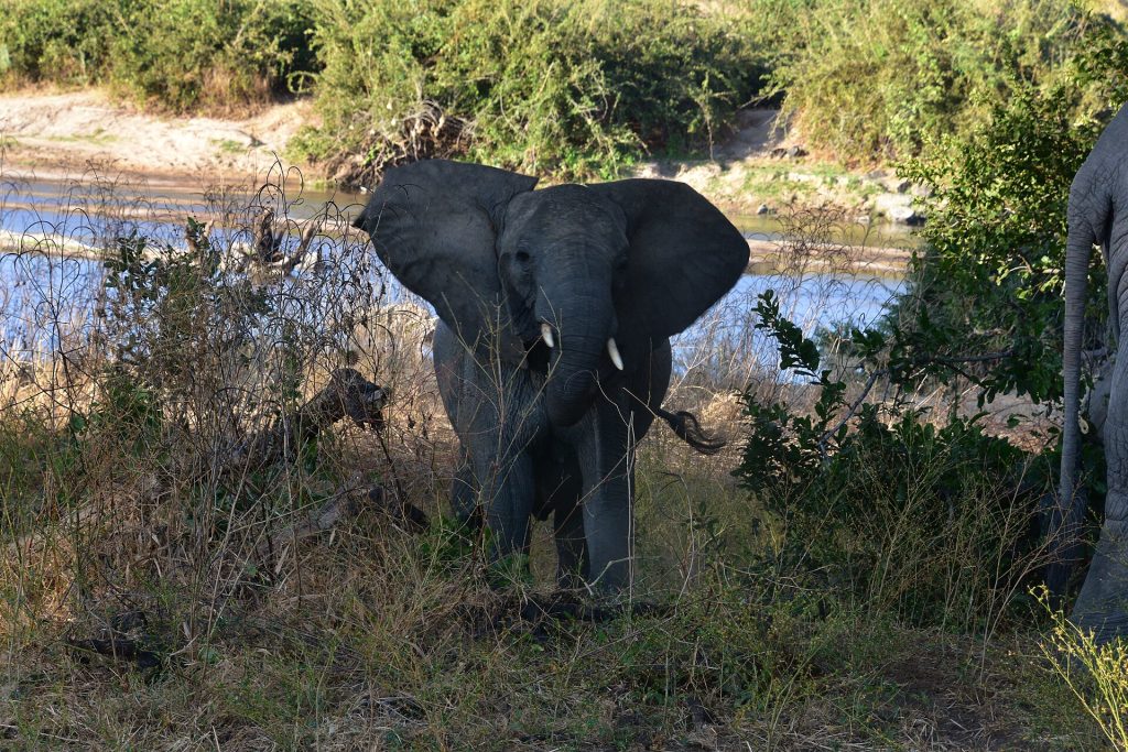 Real travel image for How Many Days in Ruaha Make Sense?