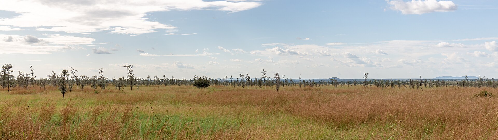 Serengeti plains safari scene for planning Serengeti and Ngorongoro packages