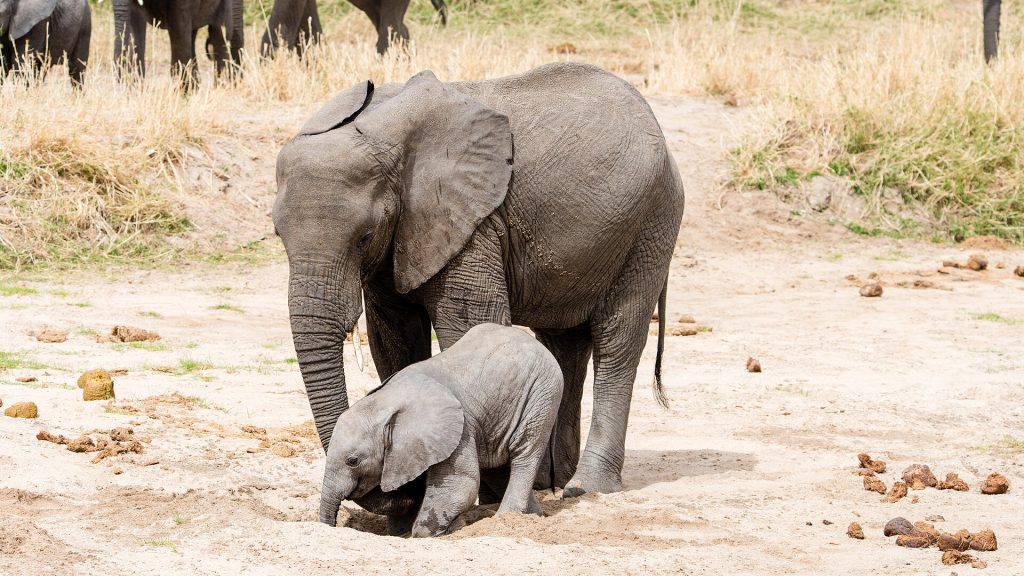 Real travel image for How Many Days in Tarangire Make Sense?