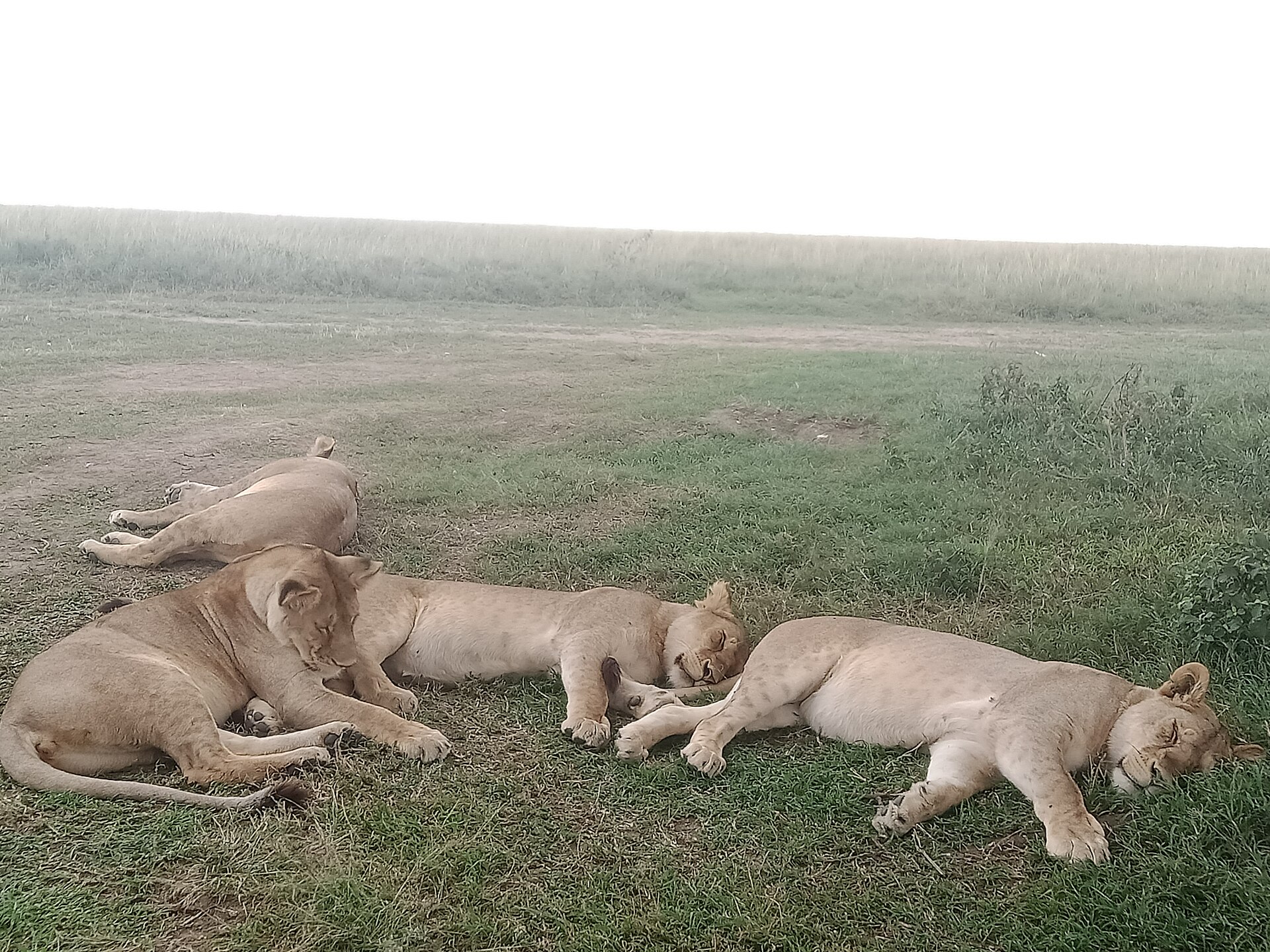 Private Tanzania safari group planning with vehicle and guide cost control