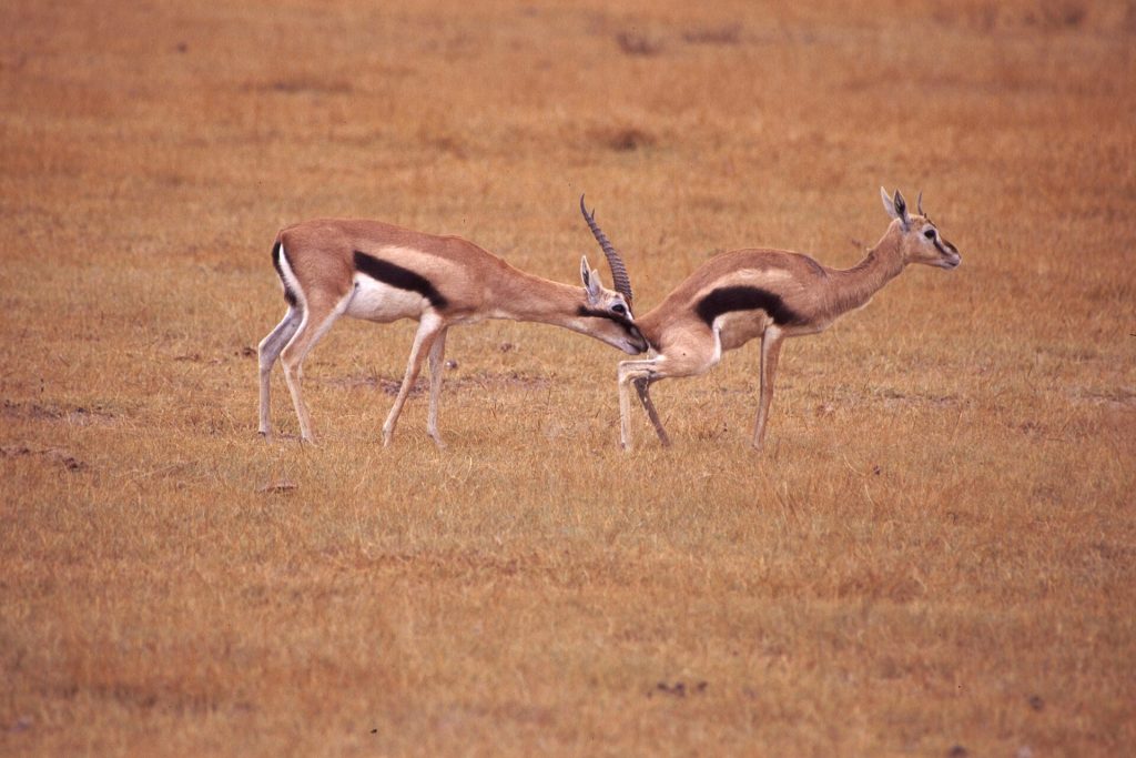 Real travel image for How Park Fees Affect Tanzania Safari Prices